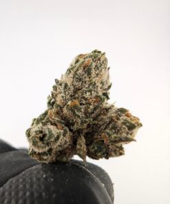 Blue agape strain