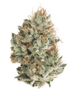 Buy Gorilla Glue #4 Marijuana Strain