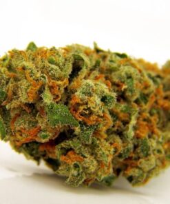 Buy Jack Herer Marijuana Strain